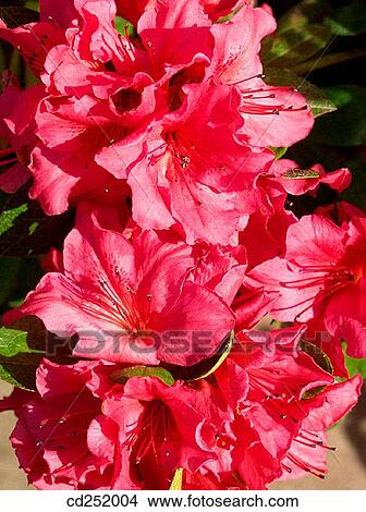 Rhododendron (Rhododendron sp. ) View Large Photo Image Picture - Rhododendron (Rhododendron sp. ). Fotosearch