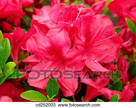 Rhododendron (Rhododendron sp. ) View Large Photo Image Stock Image - Rhododendron (Rhododendron sp. ). Fotosearch