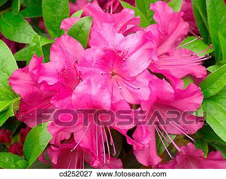 Rhododendron (Rhododendron sp. ) View Large Photo Image Stock Photo - Rhododendron (Rhododendron sp. ). Fotosearch