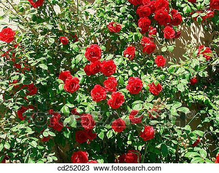 Rose (Rosa hybr. ) View Large Photo Image Stock Image - Rose (Rosa hybr. ). Fotosearch