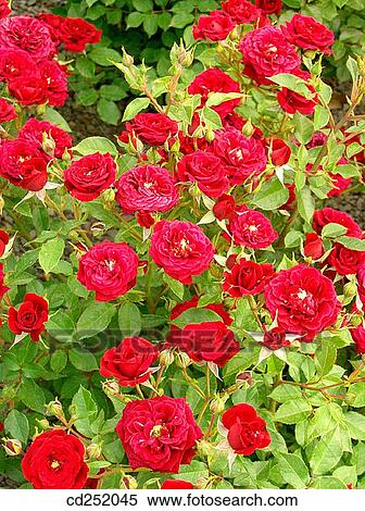 Rose (Rosa hybr. ) View Large Photo Image Stock Photography - Rose (Rosa hybr. ). Fotosearch