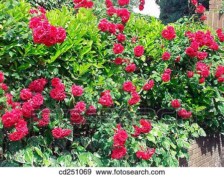 Roses (Rosa hybr. ) View Large Photo Image Stock Photo - Roses (Rosa hybr. ). Fotosearch