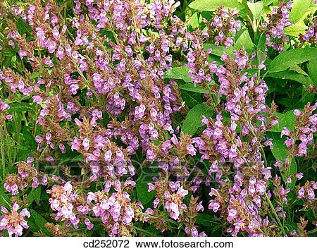 Stock Image - Sage (Salvia officinalis). Fotosearch