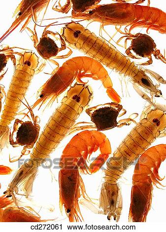 Shrimps, mantis shrimps and crabs View Large Photo Image Stock Image - Shrimps, mantis shrimps and crabs. Fotosearch