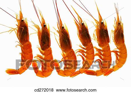 Stock Photo - Shrimps. Fotosearch