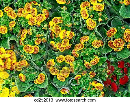 Slipperwort (Calceolaria sp. ) View Large Photo Image Stock Image - Slipperwort (Calceolaria sp. ). Fotosearch