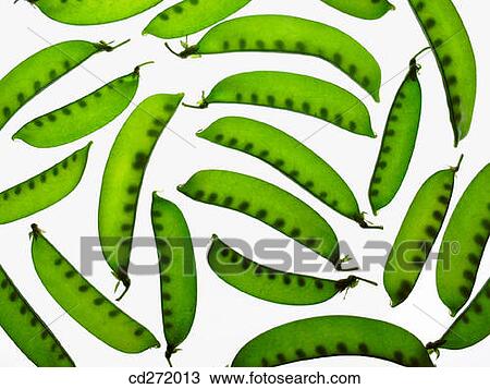 Snow peas View Large Photo Image Stock Image - Snow peas. Fotosearch