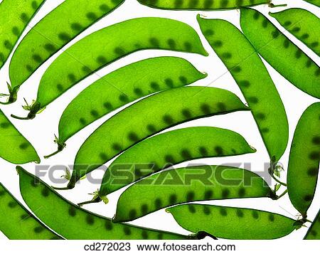 Snow peas View Large Photo Image Stock Image - Snow peas. Fotosearch
