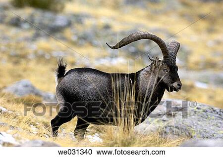 Spanish Ibex (Capra pyrenaica) at Sierra de Gredos.? vila province, Spain View Large Photo Image Stock Image - Spanish Ibex (Capra pyrenaica) at Sierra de Gredos.? vila province, Spain. Fotosearch