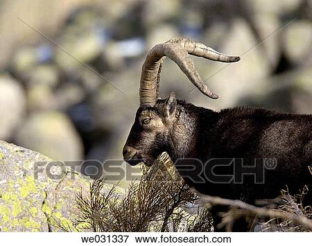 Stock Photo - Spanish Ibex (Capra pyrenaica) at Sierra de Gredos.? vila province, Spain. Fotosearch