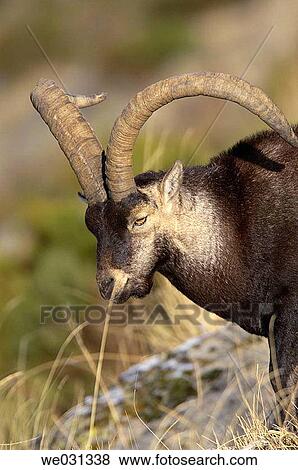 Spanish Ibex (Capra pyrenaica) at Sierra de Gredos.? vila province, Spain View Large Photo Image Stock Photo - Spanish Ibex (Capra pyrenaica) at Sierra de Gredos.? vila province, Spain. Fotosearch