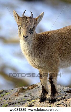 Spanish Ibex (Capra pyrenaica) at Sierra de Gredos.? vila province, Spain View Large Photo Image Stock Photo - Spanish Ibex (Capra pyrenaica) at Sierra de Gredos.? vila province, Spain. Fotosearch