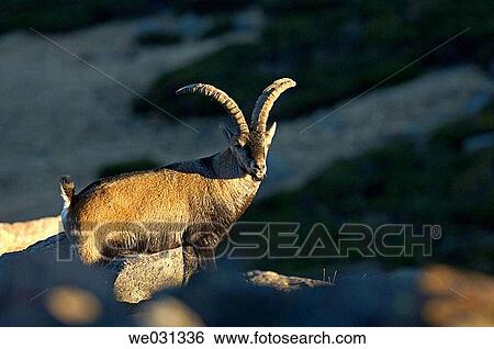 Spanish Ibex (Capra pyrenaica) at Sierra de Gredos.? vila province, Spain View Large Photo Image Stock Photograph - Spanish Ibex (Capra pyrenaica) at Sierra de Gredos.? vila province, Spain. Fotosearch