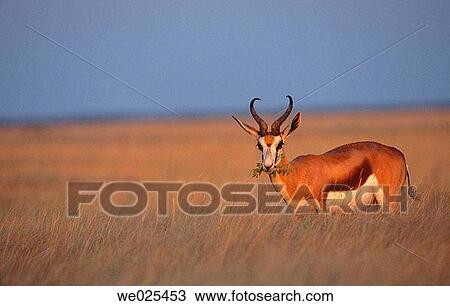 Springbok (Antidorcas marsupialis) at sunset. Etosha National Park, Namibia View Large Photo Image Stock Image - Springbok (Antidorcas marsupialis) at sunset. Etosha National Park, Namibia. Fotosearch