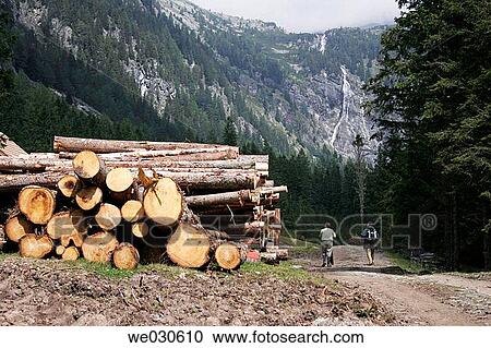 Stacked timber, Zandlacher Boden, Reisseck near Kolbnitz, M÷lltal, Carinthia, Austria, Europe View Large Photo Image Stock Image - Stacked timber, Zandlacher Boden, Reisseck near Kolbnitz, M÷lltal, Carinthia, Austria, Europe. Fotosearch