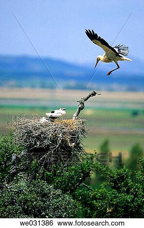 Stork (Ciconia ciconia) View Large Photo Image Stock Photograph - Stork (Ciconia ciconia). Fotosearch