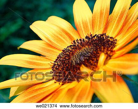Sunflower (Helianthus sp. ). Appalachian foothills, Southeast Ohio, USA View Large Photo Image Picture - Sunflower (Helianthus sp. ). Appalachian foothills, Southeast Ohio, USA. Fotosearch