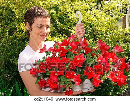 Surfinia (Petunia pendula) View Large Photo Image Stock Photograph - Surfinia (Petunia pendula). Fotosearch
