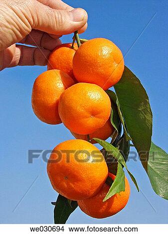 Picture - Tangerines. Fotosearch