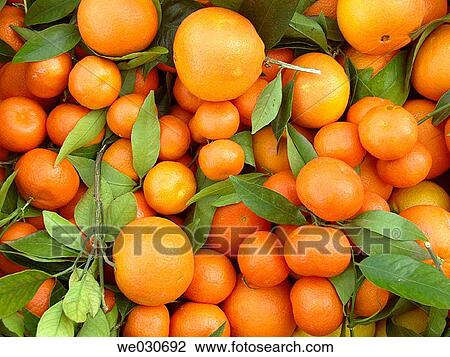 Tangerines View Large Photo Image Stock Image - Tangerines. Fotosearch