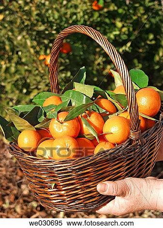Tangerines View Large Photo Image Stock Photography - Tangerines. Fotosearch