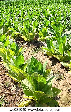 Tobacco (Nicotiana tabacum) plantation. Fuentevaqueros, Granada province. Andalusia, Spain View Large Photo Image Stock Image - Tobacco (Nicotiana tabacum) plantation. Fuentevaqueros, Granada province. Andalusia, Spain. Fotosearch