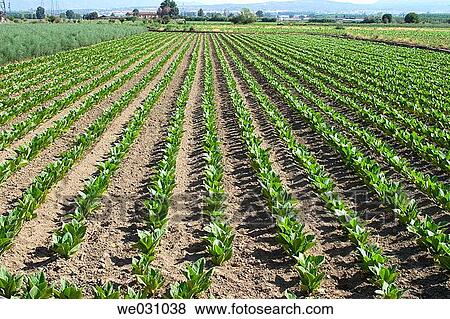 Stock Photo - Tobacco (Nicotiana tabacum) plantation. Fuentevaqueros, Granada province. Andalusia, Spain. Fotosearch