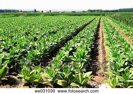 Tobacco (Nicotiana tabacum) plantation. Fuentevaqueros, Granada province. Andalusia, Spain View Large Photo Image Stock Photo - Tobacco (Nicotiana tabacum) plantation. Fuentevaqueros, Granada province. Andalusia, Spain. Fotosearch