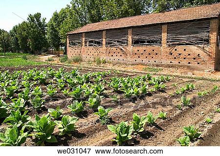 Tobacco (Nicotiana tabacum) plantation. Fuentevaqueros, Granada province. Andalusia, Spain View Large Photo Image Stock Photo - Tobacco (Nicotiana tabacum) plantation. Fuentevaqueros, Granada province. Andalusia, Spain. Fotosearch