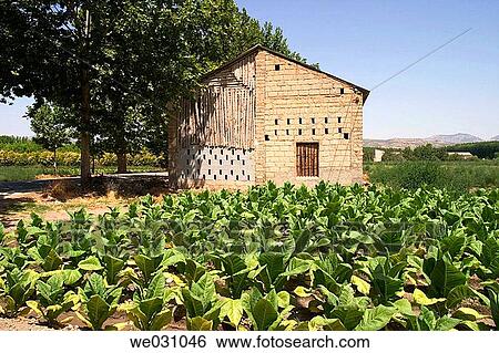 Tobacco (Nicotiana tabacum) plantation. Fuentevaqueros, Granada province. Andalusia, Spain View Large Photo Image Stock Photograph - Tobacco (Nicotiana tabacum) plantation. Fuentevaqueros, Granada province. Andalusia, Spain. Fotosearch
