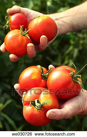 Tomatoes View Large Photo Image Stock Photograph - Tomatoes. Fotosearch