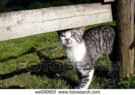 Tomcat on a farm, Aschau, Chiemgau, Upper Bavaria, Bavaria, Germany, Europe, August 2005 View Large Photo Image Stock Image - Tomcat on a farm, Aschau, Chiemgau, Upper Bavaria, Bavaria, Germany, Europe, August 2005. Fotosearch