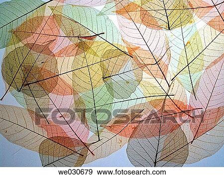 Tree leaves View Large Photo Image Stock Photo - Tree leaves. Fotosearch