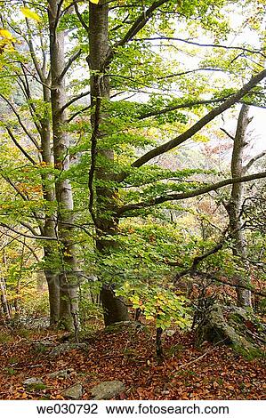 Trees, Montseny. Catalonia, Spain View Large Photo Image Stock Image - Trees, Montseny. Catalonia, Spain. Fotosearch