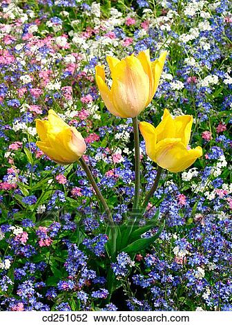 Tulips (Tulipa hybr. ) and Forget-Me-Not (Myosotis hybr. ) View Large Photo Image Stock Image - Tulips (Tulipa hybr. ) and Forget-Me-Not (Myosotis hybr. ). Fotosearch