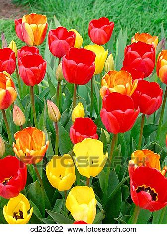 Tulips (Tulipa hybr. ) View Large Photo Image Stock Image - Tulips (Tulipa hybr. ). Fotosearch