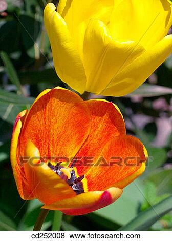Tulips (Tulipa hybr. ) View Large Photo Image Stock Photo - Tulips (Tulipa hybr. ). Fotosearch