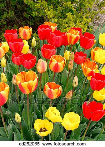 Stock Photography - Tulips (Tulipa hybr. ). Fotosearch