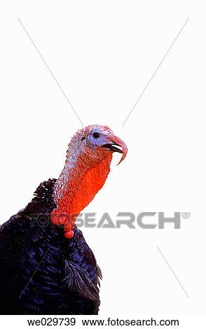Turkey View Large Photo Image Stock Photo - Turkey. Fotosearch