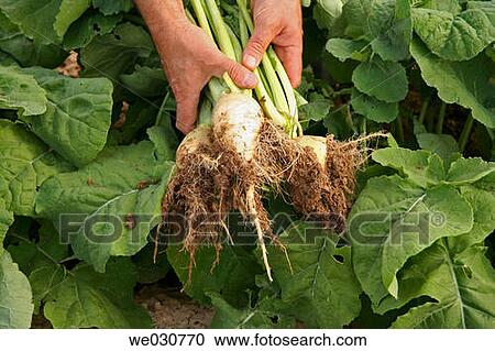 Turnips View Large Photo Image Stock Image - Turnips. Fotosearch