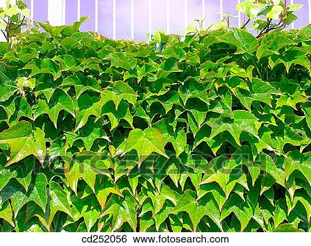 Virginia Creeper (Parthenocissus tricuspidata) View Large Photo Image Stock Photograph - Virginia Creeper (Parthenocissus tricuspidata). Fotosearch