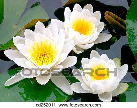 Water Lilies (Nymphaea alba) View Large Photo Image Stock Image - Water Lilies (Nymphaea alba). Fotosearch
