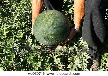 Stock Photograph - Watermelon. Fotosearch