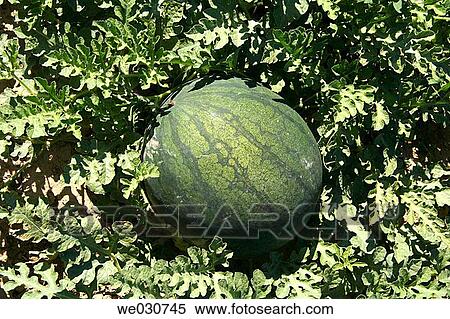 Watermelon View Large Photo Image Stock Photography - Watermelon. Fotosearch