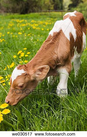 Week old calf View Large Photo Image Stock Photo - Week old calf. Fotosearch