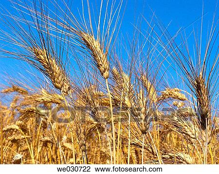 Wheat field View Large Photo Image Stock Image - Wheat field. Fotosearch