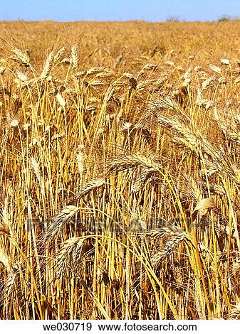 Wheat field View Large Photo Image Stock Photo - Wheat field. Fotosearch