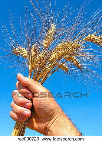 Stock Image - Wheat. Fotosearch