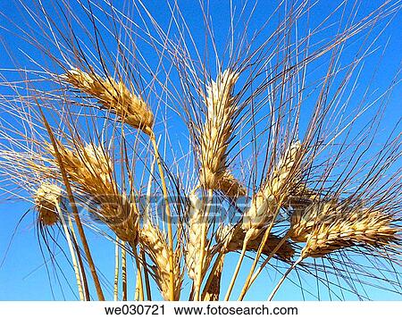 Wheat View Large Photo Image Stock Image - Wheat. Fotosearch