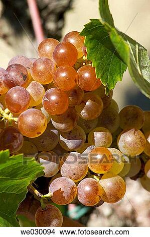 White grapes (Vitis vinifera, var. Xarel. lo). Vilafranca del Pened? s, Alt Pened? s. Barcelona province, Catalonia, Spain View Large Photo Image Picture - White grapes (Vitis vinifera, var. Xarel. lo). Vilafranca del Pened? s, Alt Pened? s. Barcelona province, Catalonia, Spain. Fotosearch